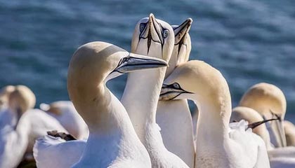 开云体育下载-CBA-多人得分上双 辽宁本钢战胜福建晋江文旅