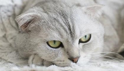 开云体育下载-CBA-多人得分上双 辽宁本钢战胜福建晋江文旅