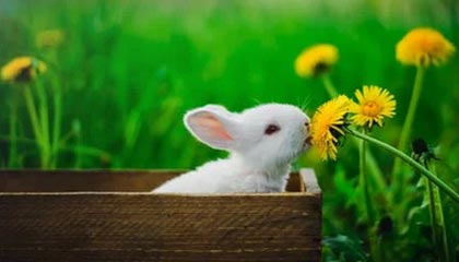 kaiyun-【欧洲杯】姆巴佩+本泽马进球无效 法国中柱胜德国